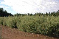 http://mpdb.nibiohn.go.jp/CONTENTS_ROOT/PLANT_PHOTO_DATA/PHOTO_FILE/thumbnail/1265.jpg