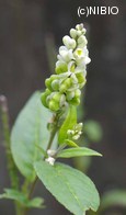 http://mpdb.nibiohn.go.jp/CONTENTS_ROOT/PLANT_PHOTO_DATA/PHOTO_FILE/thumbnail/535.jpg