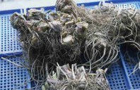 http://mpdb.nibiohn.go.jp/CONTENTS_ROOT/PLANT_PHOTO_DATA/PHOTO_FILE/thumbnail/549.jpg