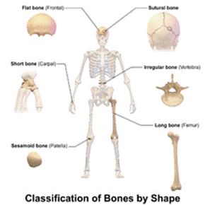 https://upload.wikimedia.org/wikipedia/commons/thumb/7/77/Blausen_0229_ClassificationofBones.png/220px-Blausen_0229_ClassificationofBones.png