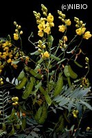 http://mpdb.nibiohn.go.jp/CONTENTS_ROOT/PLANT_PHOTO_DATA/PHOTO_FILE/thumbnail/559.jpg