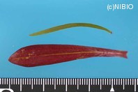 http://mpdb.nibiohn.go.jp/CONTENTS_ROOT/PLANT_PHOTO_DATA/PHOTO_FILE/thumbnail/572.jpg