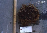 http://mpdb.nibiohn.go.jp/CONTENTS_ROOT/PLANT_PHOTO_DATA/PHOTO_FILE/thumbnail/592.jpg