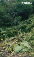 http://mpdb.nibiohn.go.jp/CONTENTS_ROOT/PLANT_PHOTO_DATA/PHOTO_FILE/thumbnail/608.jpg
