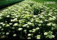 http://mpdb.nibiohn.go.jp/CONTENTS_ROOT/PLANT_PHOTO_DATA/PHOTO_FILE/thumbnail/630.jpg