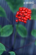 http://mpdb.nibiohn.go.jp/CONTENTS_ROOT/PLANT_PHOTO_DATA/PHOTO_FILE/thumbnail/658.jpg