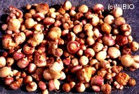 http://mpdb.nibiohn.go.jp/CONTENTS_ROOT/PLANT_PHOTO_DATA/PHOTO_FILE/thumbnail/677.jpg