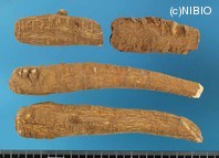 http://mpdb.nibiohn.go.jp/CONTENTS_ROOT/PLANT_PHOTO_DATA/PHOTO_FILE/thumbnail/689.jpg