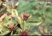 http://mpdb.nibiohn.go.jp/CONTENTS_ROOT/PLANT_PHOTO_DATA/PHOTO_FILE/thumbnail/699.jpg