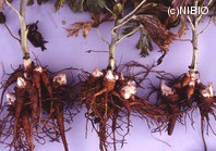 http://mpdb.nibiohn.go.jp/CONTENTS_ROOT/PLANT_PHOTO_DATA/PHOTO_FILE/thumbnail/957.jpg