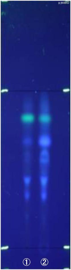 http://mpdb.nibiohn.go.jp/CONTENTS_ROOT/JP_IDENTIFICATION_PHOTO_DATA/JP_IDENTIFICATION_PHOTO_FILE/thumbnail/599.jpg
