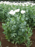 http://mpdb.nibiohn.go.jp/CONTENTS_ROOT/PLANT_PHOTO_DATA/PHOTO_FILE/thumbnail/1026.jpg