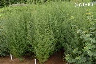 http://mpdb.nibiohn.go.jp/CONTENTS_ROOT/PLANT_PHOTO_DATA/PHOTO_FILE/thumbnail/233.jpg