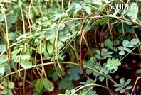http://mpdb.nibiohn.go.jp/CONTENTS_ROOT/PLANT_PHOTO_DATA/PHOTO_FILE/thumbnail/248.jpg