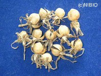 http://mpdb.nibiohn.go.jp/CONTENTS_ROOT/PLANT_PHOTO_DATA/PHOTO_FILE/thumbnail/1189.jpg