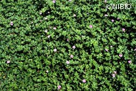 http://mpdb.nibiohn.go.jp/CONTENTS_ROOT/PLANT_PHOTO_DATA/PHOTO_FILE/thumbnail/267.jpg