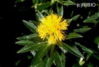 http://mpdb.nibiohn.go.jp/CONTENTS_ROOT/PLANT_PHOTO_DATA/PHOTO_FILE/thumbnail/286.jpg