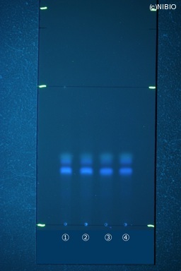 http://mpdb.nibiohn.go.jp/CONTENTS_ROOT/JP_IDENTIFICATION_PHOTO_DATA/JP_IDENTIFICATION_PHOTO_FILE/thumbnail/495.JPG