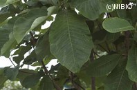http://mpdb.nibiohn.go.jp/CONTENTS_ROOT/PLANT_PHOTO_DATA/PHOTO_FILE/thumbnail/1199.jpg