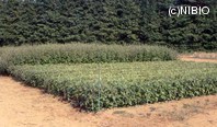 http://mpdb.nibiohn.go.jp/CONTENTS_ROOT/PLANT_PHOTO_DATA/PHOTO_FILE/thumbnail/314.jpg