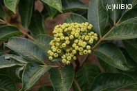 http://mpdb.nibiohn.go.jp/CONTENTS_ROOT/PLANT_PHOTO_DATA/PHOTO_FILE/thumbnail/333.jpg