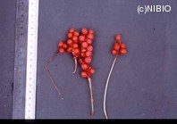 http://mpdb.nibiohn.go.jp/CONTENTS_ROOT/PLANT_PHOTO_DATA/PHOTO_FILE/thumbnail/1208.jpg