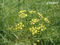 http://mpdb.nibiohn.go.jp/CONTENTS_ROOT/PLANT_PHOTO_DATA/PHOTO_FILE/thumbnail/345.jpg
