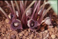 http://mpdb.nibiohn.go.jp/CONTENTS_ROOT/PLANT_PHOTO_DATA/PHOTO_FILE/thumbnail/358.jpg