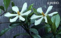 http://mpdb.nibiohn.go.jp/CONTENTS_ROOT/PLANT_PHOTO_DATA/PHOTO_FILE/thumbnail/383.jpg