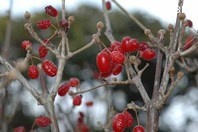 http://mpdb.nibiohn.go.jp/CONTENTS_ROOT/PLANT_PHOTO_DATA/PHOTO_FILE/thumbnail/393.jpg