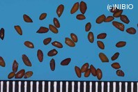 http://mpdb.nibiohn.go.jp/CONTENTS_ROOT/PLANT_PHOTO_DATA/PHOTO_FILE/thumbnail/498.jpg