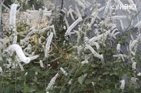 http://mpdb.nibiohn.go.jp/CONTENTS_ROOT/PLANT_PHOTO_DATA/PHOTO_FILE/thumbnail/514.jpg