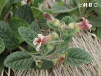 http://mpdb.nibiohn.go.jp/CONTENTS_ROOT/PLANT_PHOTO_DATA/PHOTO_FILE/thumbnail/439.jpg