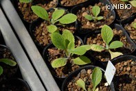 http://mpdb.nibiohn.go.jp/CONTENTS_ROOT/PLANT_PHOTO_DATA/PHOTO_FILE/thumbnail/1218.jpg