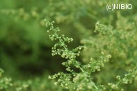 http://mpdb.nibiohn.go.jp/CONTENTS_ROOT/PLANT_PHOTO_DATA/PHOTO_FILE/thumbnail/1266.jpg