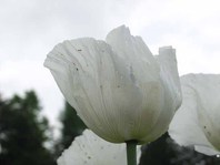 http://mpdb.nibiohn.go.jp/CONTENTS_ROOT/PLANT_PHOTO_DATA/PHOTO_FILE/thumbnail/1027.jpg