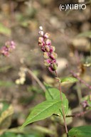 http://mpdb.nibiohn.go.jp/CONTENTS_ROOT/PLANT_PHOTO_DATA/PHOTO_FILE/thumbnail/536.jpg