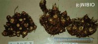 http://mpdb.nibiohn.go.jp/CONTENTS_ROOT/PLANT_PHOTO_DATA/PHOTO_FILE/thumbnail/550.jpg