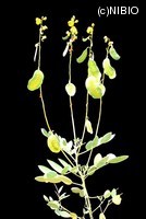 http://mpdb.nibiohn.go.jp/CONTENTS_ROOT/PLANT_PHOTO_DATA/PHOTO_FILE/thumbnail/560.jpg