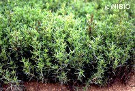 http://mpdb.nibiohn.go.jp/CONTENTS_ROOT/PLANT_PHOTO_DATA/PHOTO_FILE/thumbnail/573.jpg