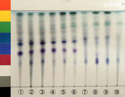 http://mpdb.nibiohn.go.jp/CONTENTS_ROOT/JP_IDENTIFICATION_PHOTO_DATA/JP_IDENTIFICATION_PHOTO_FILE/thumbnail/1290.jpg