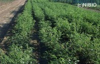 http://mpdb.nibiohn.go.jp/CONTENTS_ROOT/PLANT_PHOTO_DATA/PHOTO_FILE/thumbnail/184.jpg
