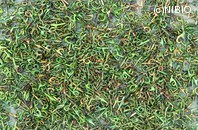 http://mpdb.nibiohn.go.jp/CONTENTS_ROOT/PLANT_PHOTO_DATA/PHOTO_FILE/thumbnail/825.jpg