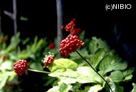 http://mpdb.nibiohn.go.jp/CONTENTS_ROOT/PLANT_PHOTO_DATA/PHOTO_FILE/thumbnail/659.jpg
