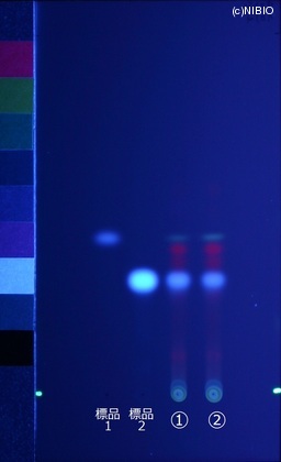 http://mpdb.nibiohn.go.jp/CONTENTS_ROOT/JP_IDENTIFICATION_PHOTO_DATA/JP_IDENTIFICATION_PHOTO_FILE/thumbnail/388.jpg