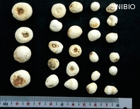 http://mpdb.nibiohn.go.jp/CONTENTS_ROOT/PLANT_PHOTO_DATA/PHOTO_FILE/thumbnail/678.jpg