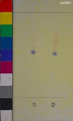 http://mpdb.nibiohn.go.jp/CONTENTS_ROOT/JP_IDENTIFICATION_PHOTO_DATA/JP_IDENTIFICATION_PHOTO_FILE/thumbnail/1178.JPG