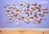http://mpdb.nibiohn.go.jp/CONTENTS_ROOT/PLANT_PHOTO_DATA/PHOTO_FILE/thumbnail/690.jpg