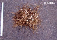 http://mpdb.nibiohn.go.jp/CONTENTS_ROOT/PLANT_PHOTO_DATA/PHOTO_FILE/thumbnail/700.jpg
