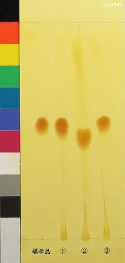 http://mpdb.nibiohn.go.jp/CONTENTS_ROOT/JP_IDENTIFICATION_PHOTO_DATA/JP_IDENTIFICATION_PHOTO_FILE/thumbnail/628.JPG